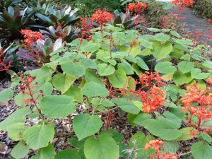 Of course its Clerodendrum Buchananii        